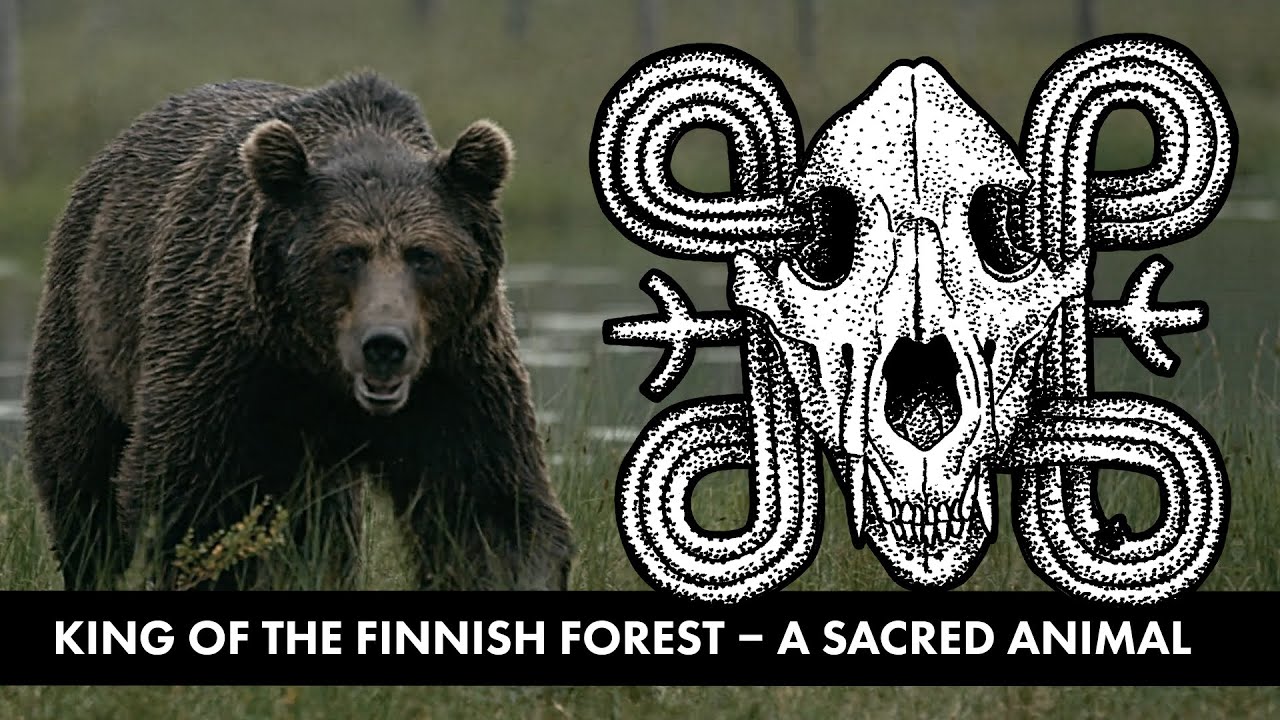 Bear in Finnish mythology – a sacred animal