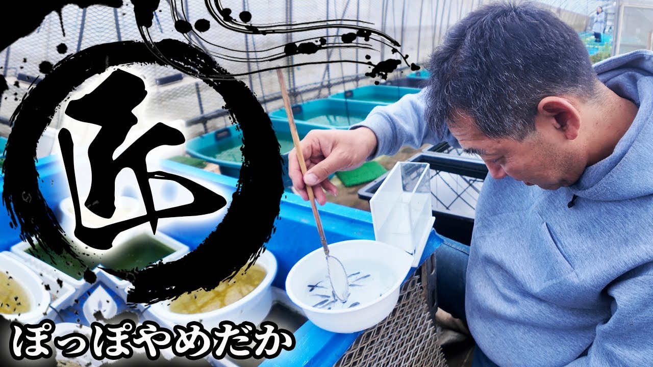 一見さんお断りのメダカ養魚場！ユーチューブ初公開！