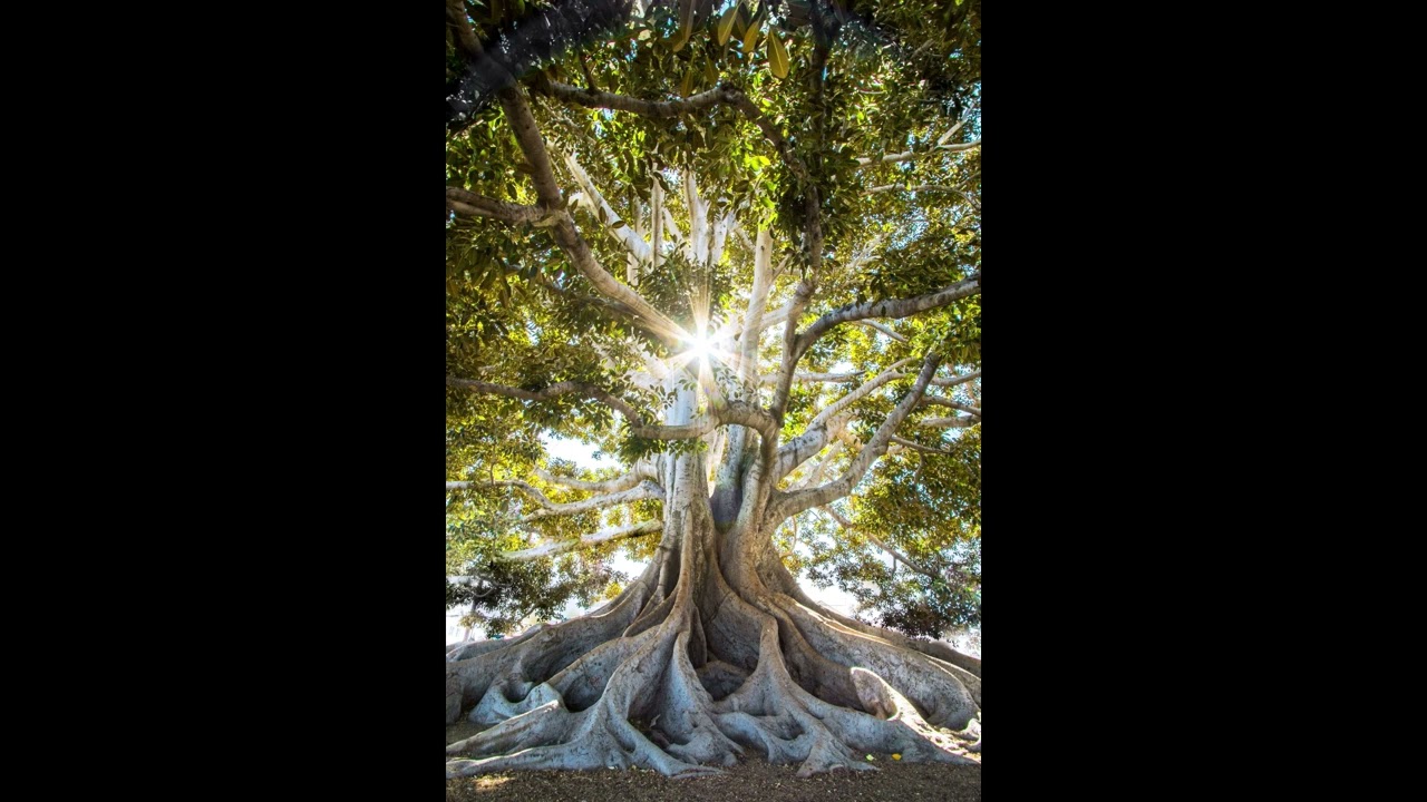 Gratitude Tree Meditation