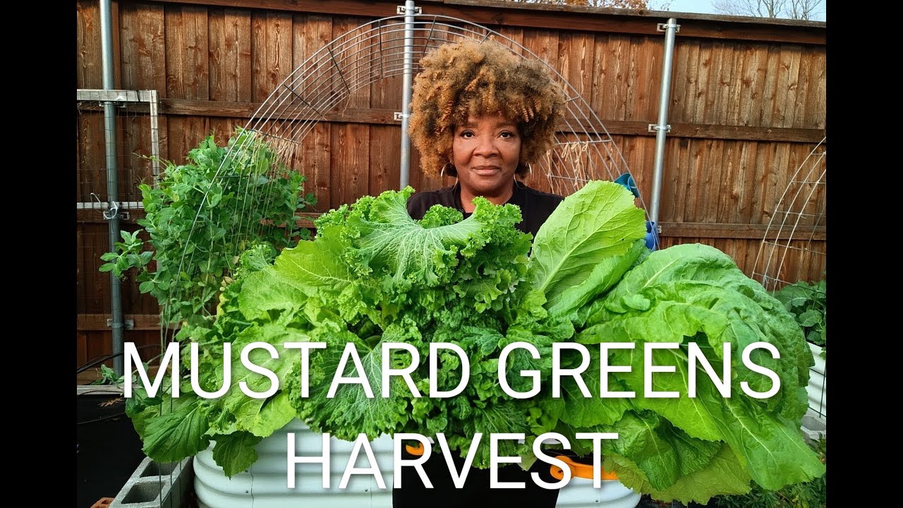 MUSTARD GREENS READY TO PICK!  HARVESTING MUSTARD GREENS  | SHORT GARDEN TOUR.