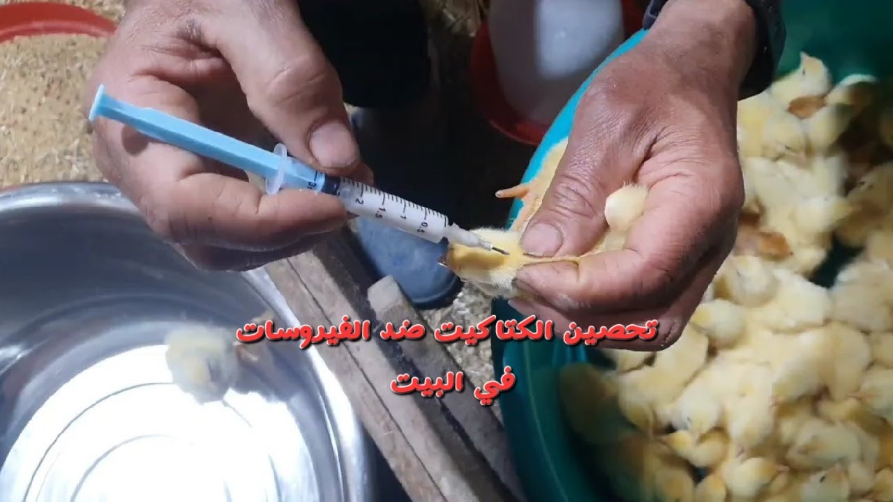 تحصين الكتاكيت ضد النيوكسل والجمبورو حقن