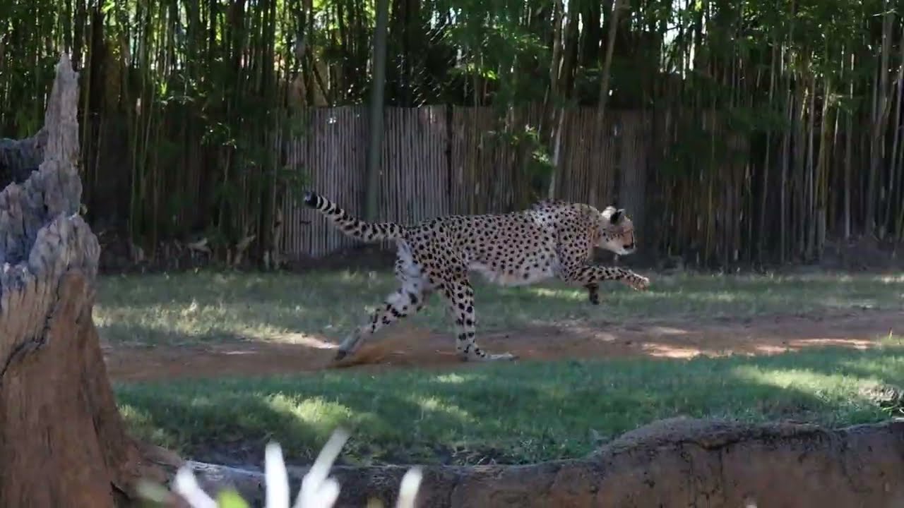 CHEETAH RUN with Dash 10 24 2025   Made with Clipchamp