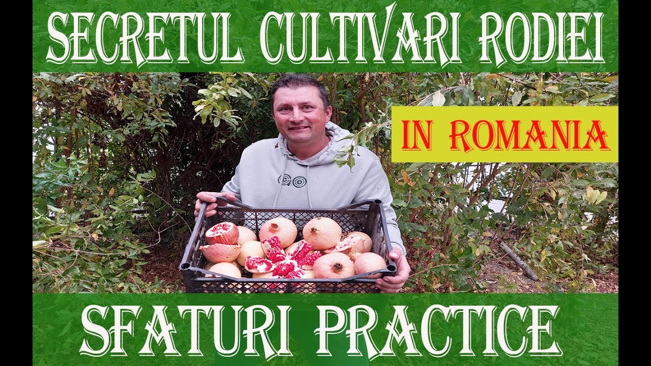 Cum poti creste arbusti de Rodie - Punica granatum in Romania