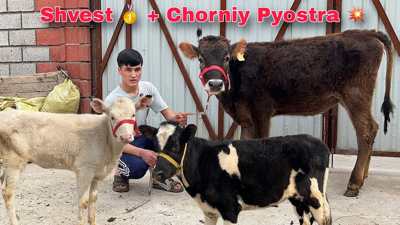 Chorniy Pyostra ⚡️ + Shvet 🥇 G'unojinlar || Sifatiga zòrlari Sotuvda ✅