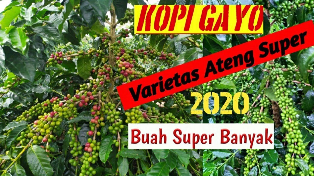 Кофе Gayo Arabica - Супер сорта Ateng Gayo Arabica - Super sorta Ateng