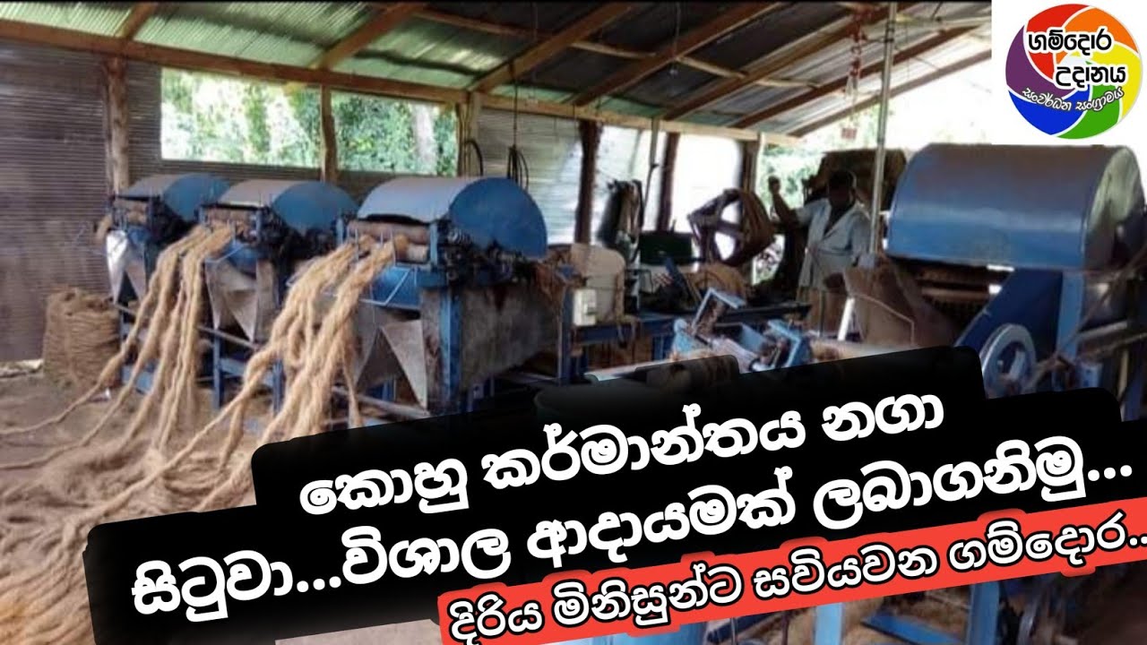 කොහු කර්මාන්තය නගා සිටුවා විශාල ආදායමක් , ලාභ ලබමු | Gamdora Udanaya