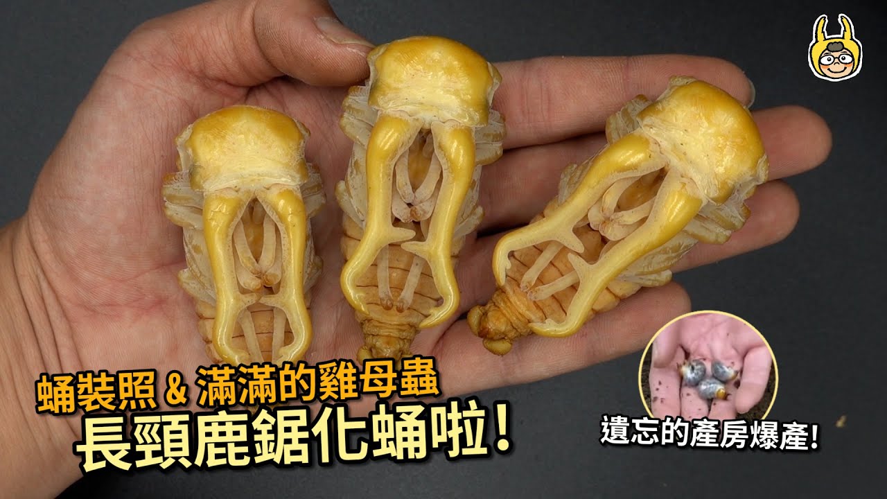 【飼育屋】開挖超熱門甲蟲蛹！世界最大的鍬形蟲果然不同凡響！遺忘的產房又爆產了？｜Prosopocoilus giraffa keisukei