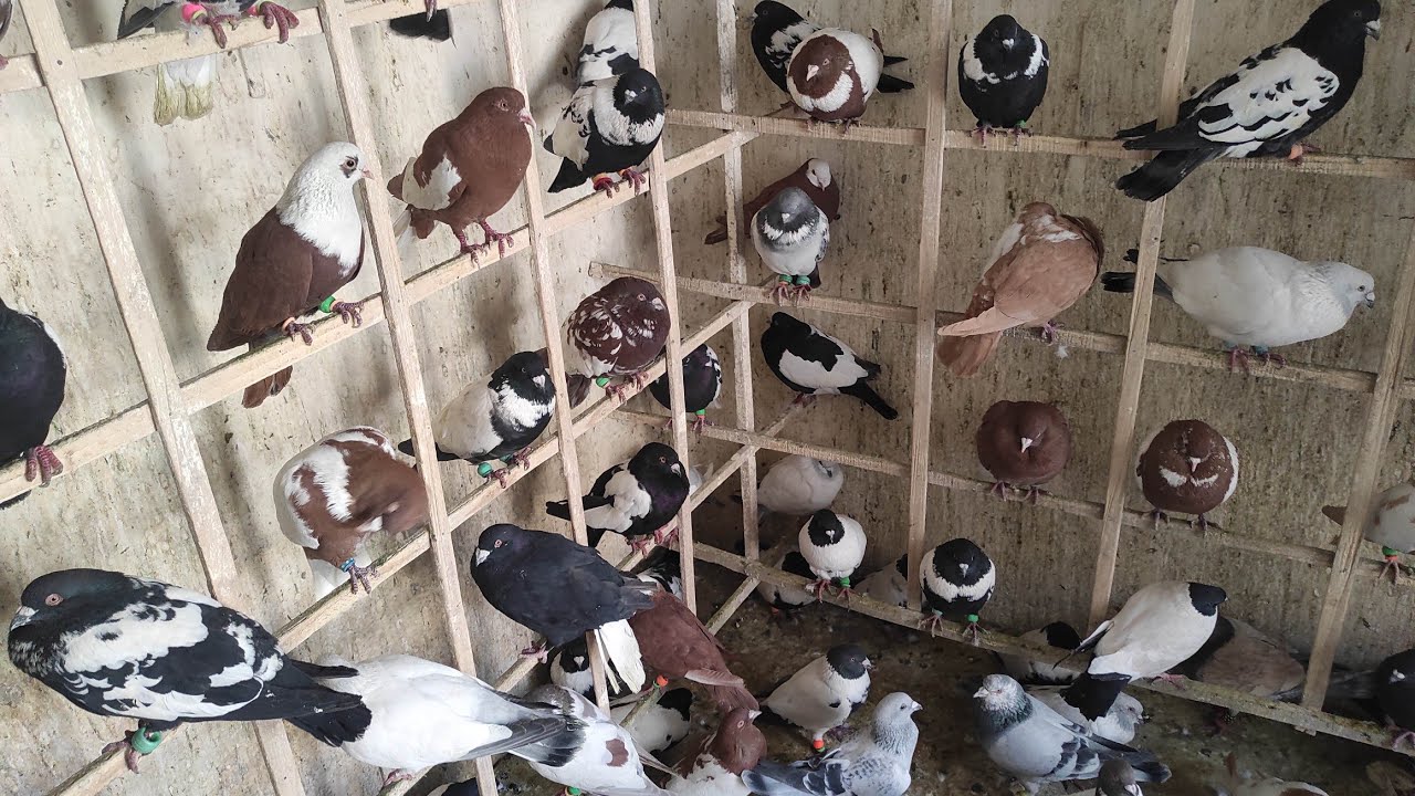 200 Rangay sherazi kabootar pigeon 🐦 Quetta kabootar mundi