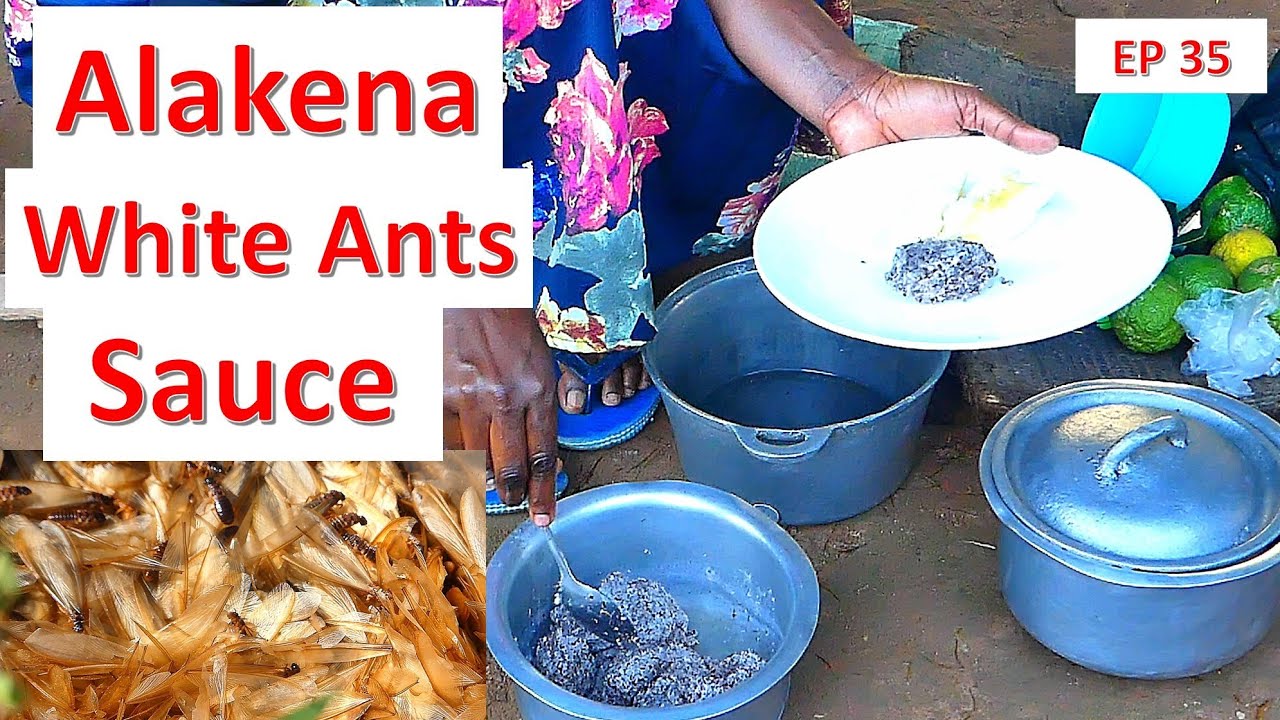 Preparing African White Ants Sauce Alakena AC&N 35