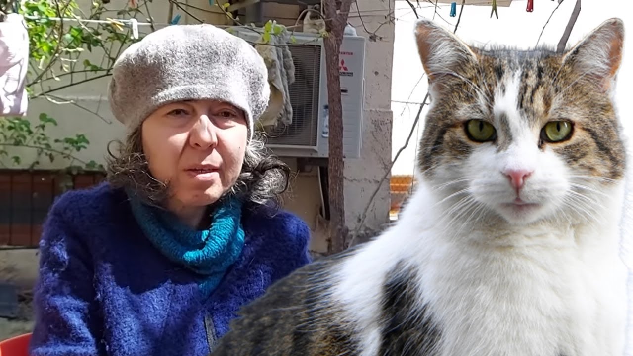 İçəri Şəhərdəki evini sahibsiz pişiklər üçün açan qadın