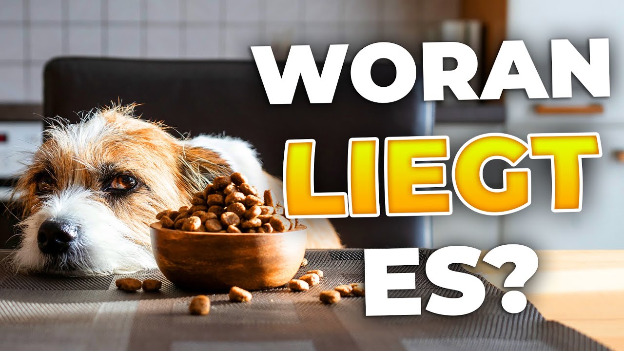 Hund frisst nicht: 10 häufige Gründe