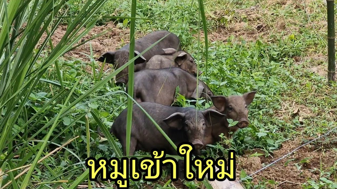 หมูป่าพัน์ผสม