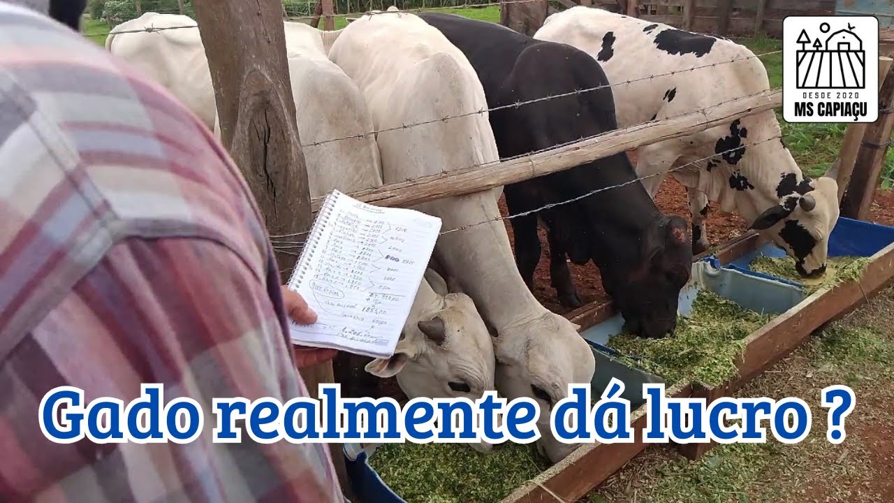 Gado realmente dá lucro ?