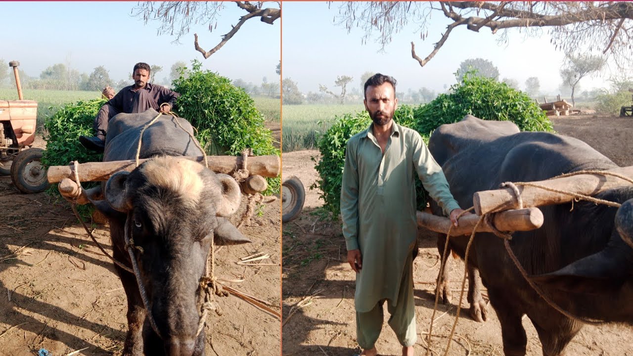 Aaj Ham bhainson ke liye chara Katkar Lekar a rahe hain seen Punjabi official 