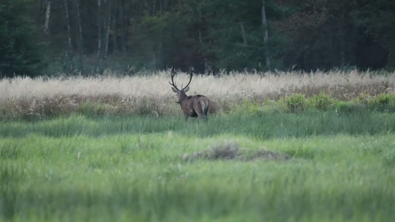 Rykowisko - jelenie
