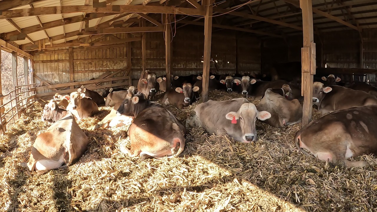 New Brown Swiss Calves, AI-ing a Brown Swiss Cow, and Bedding Corn Stalks