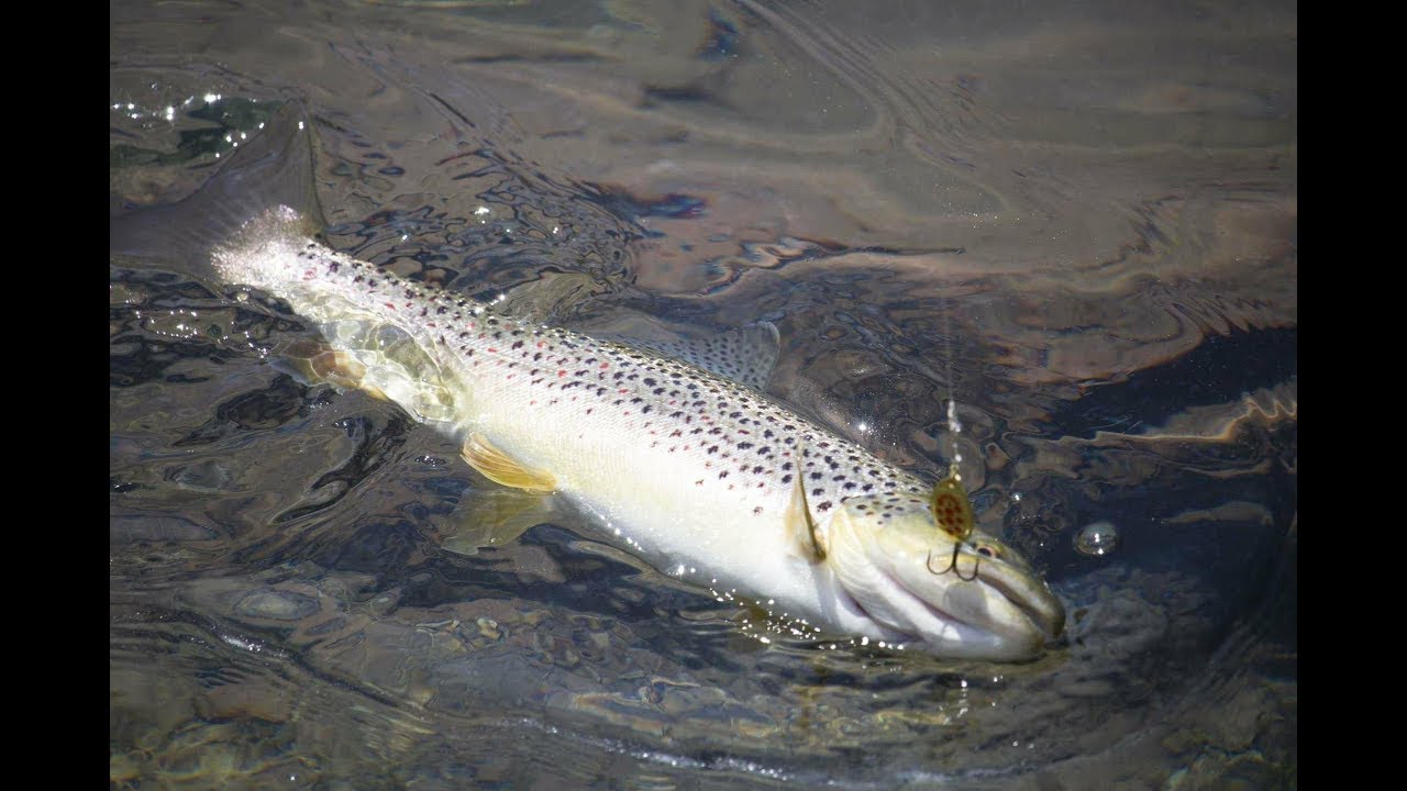 TRUITES et OMBLES en vall&eacute;e d'OSSAU !NO-KILL et HD