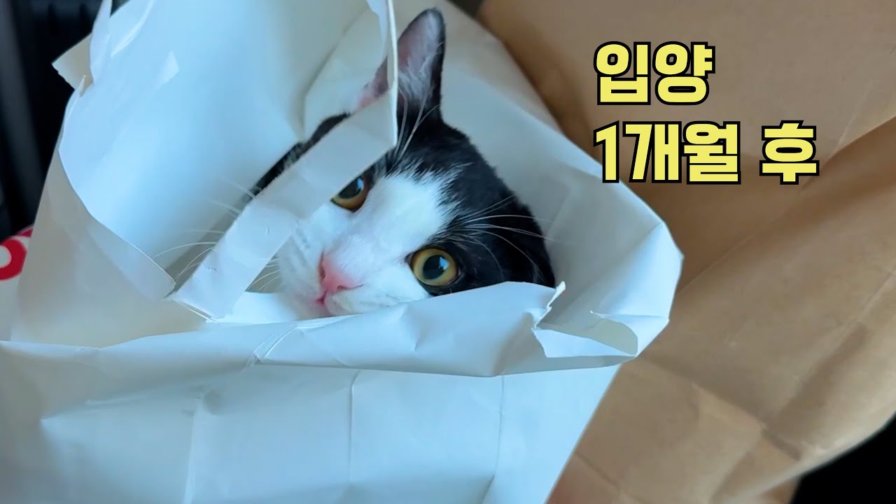 조심스럽던 유기냥, 이제는 익숙해진 집냥이의 삶 (feat. 자동 급수기)