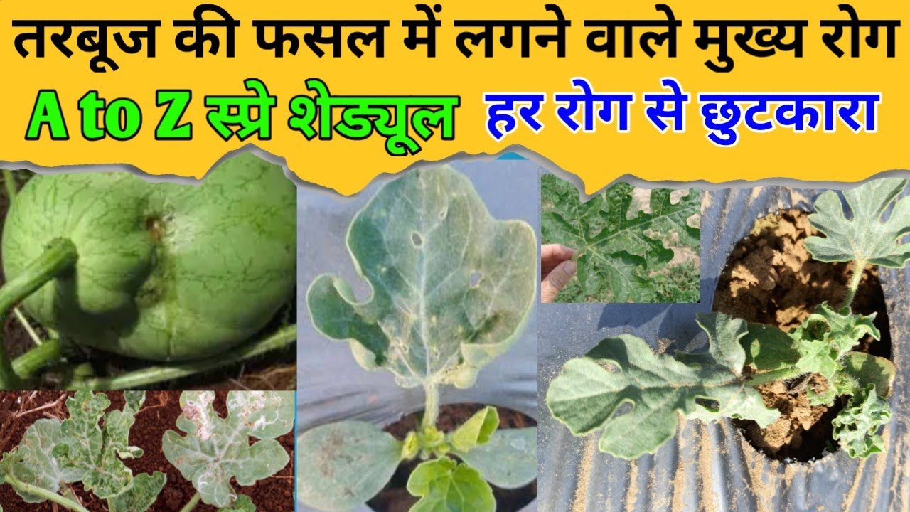तरबूज में मुख्य रोग पहचान और नियंत्रण | watermelon disease & control |