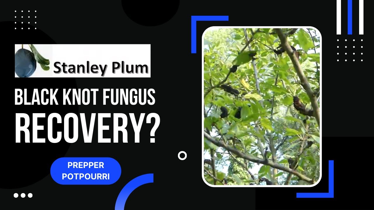 Black Knot Fungus Disease Recovery