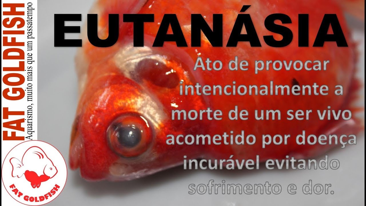 Eutanásia de Peixes
