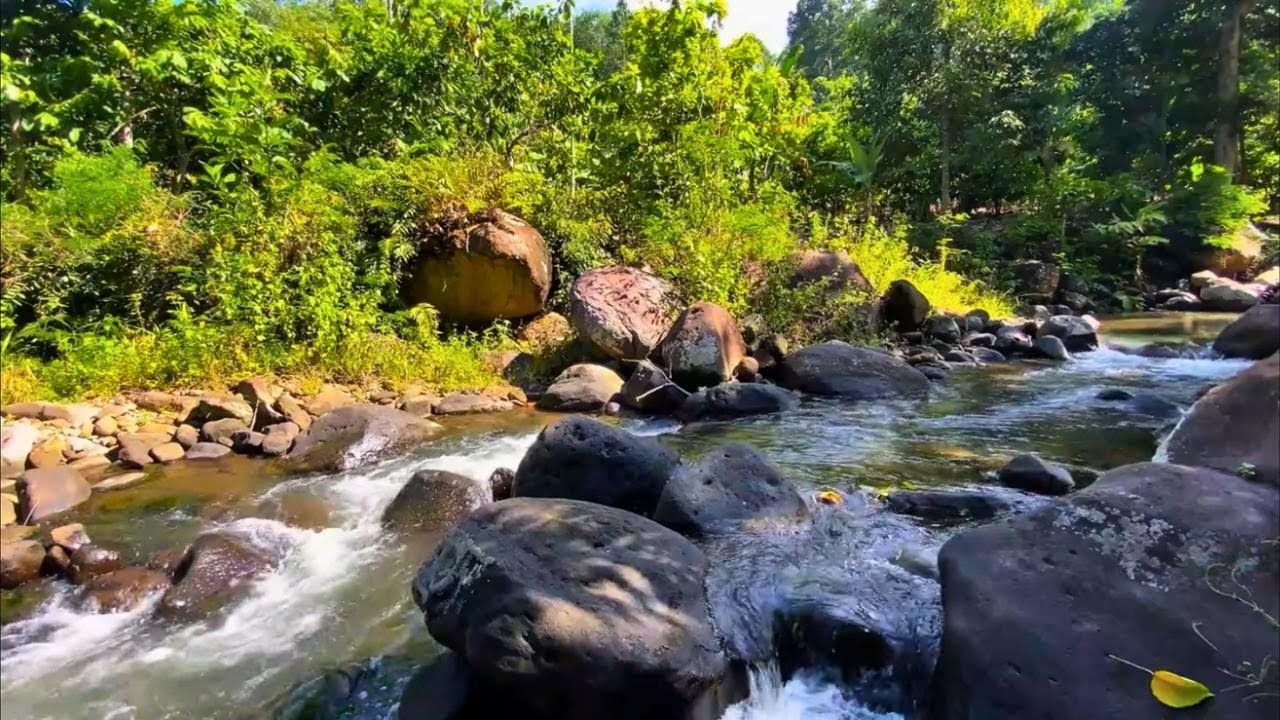 Fall Asleep Immediately With Powerful Rocky River Sounds in a Sunlit Forest | Planet Walungan