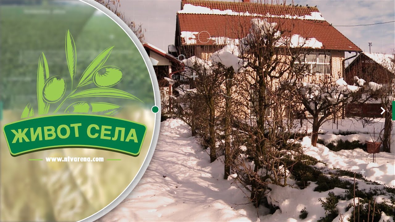 Živodar Ivanović šest decenija u rezidbi voća, uspješno u Maloj Obarskoj gaji i južno voće