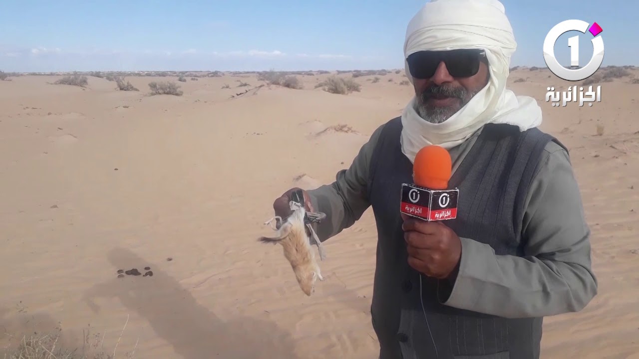 #نشرة_الأخبار📺 أكلة مفضلة لهم  صيد اليربوع البري بصحراء وادي سوف بين المتعة والاثارة