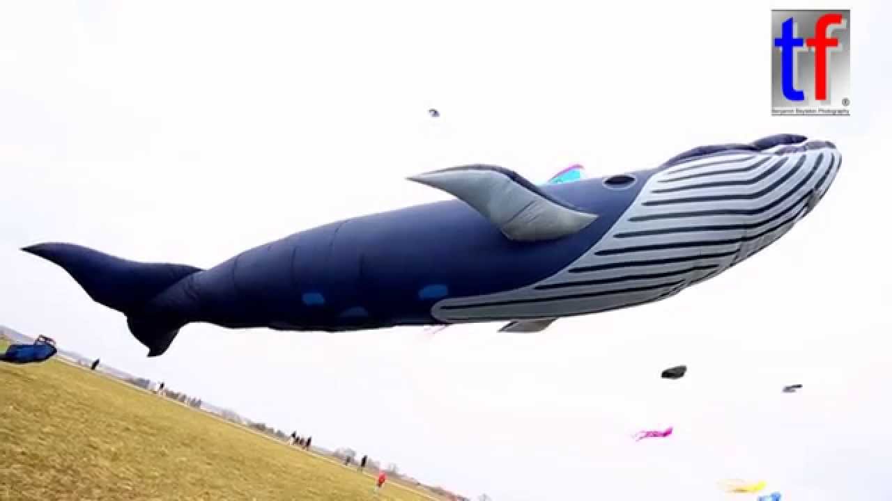 Flying Blue Whale / Fliegender Blauwal, Drachenfest Welzheim, Germany, 15.03.2015.