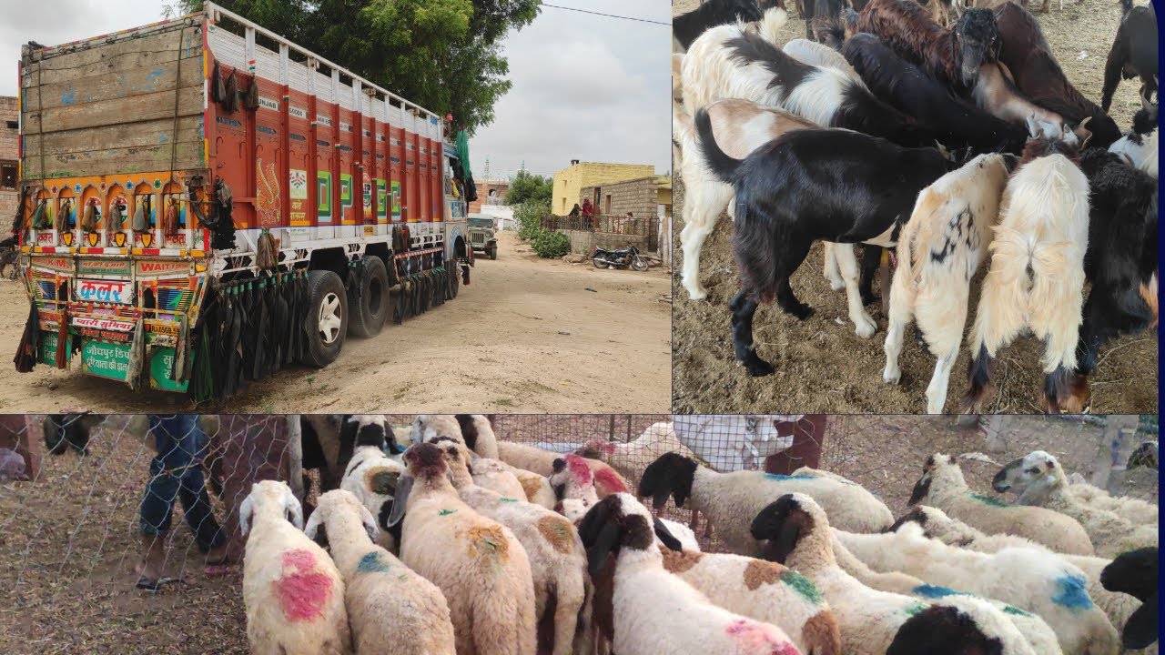 Rajasthan to Chennai🔥Goats Transport live Road, Experience..!#rajasthangoats