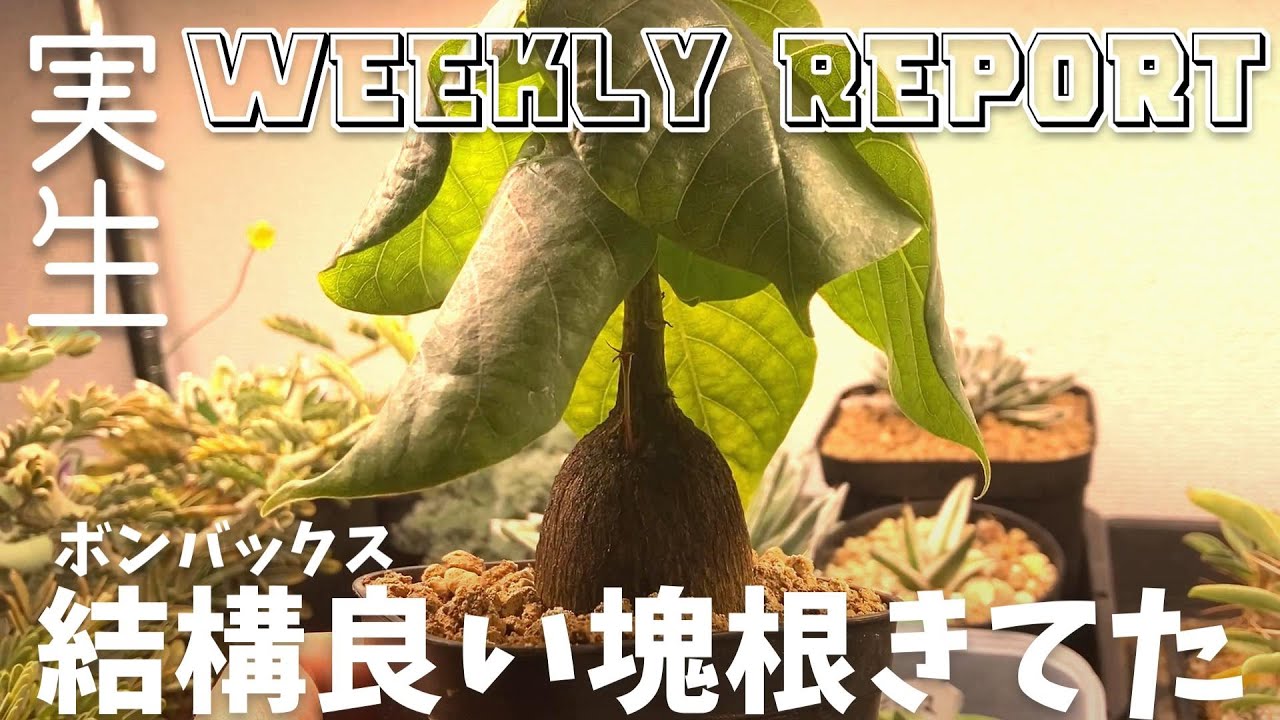 棚奥に隠れてたボンバックスが良い塊根になってた｜パキポ、アガベ、アデニウム、センナ、オベサ、ボンバックスの実生苗育成記録#85