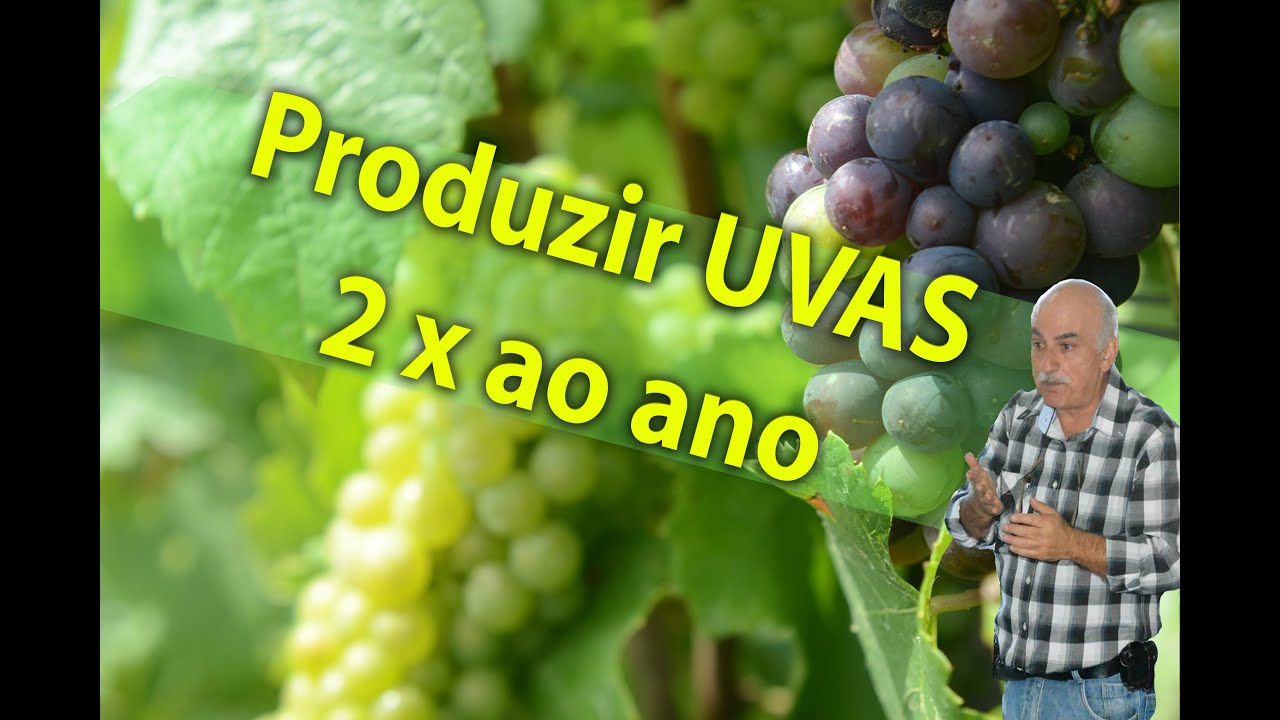 Parreira de Uvas, como produzir 2 vezes por ano