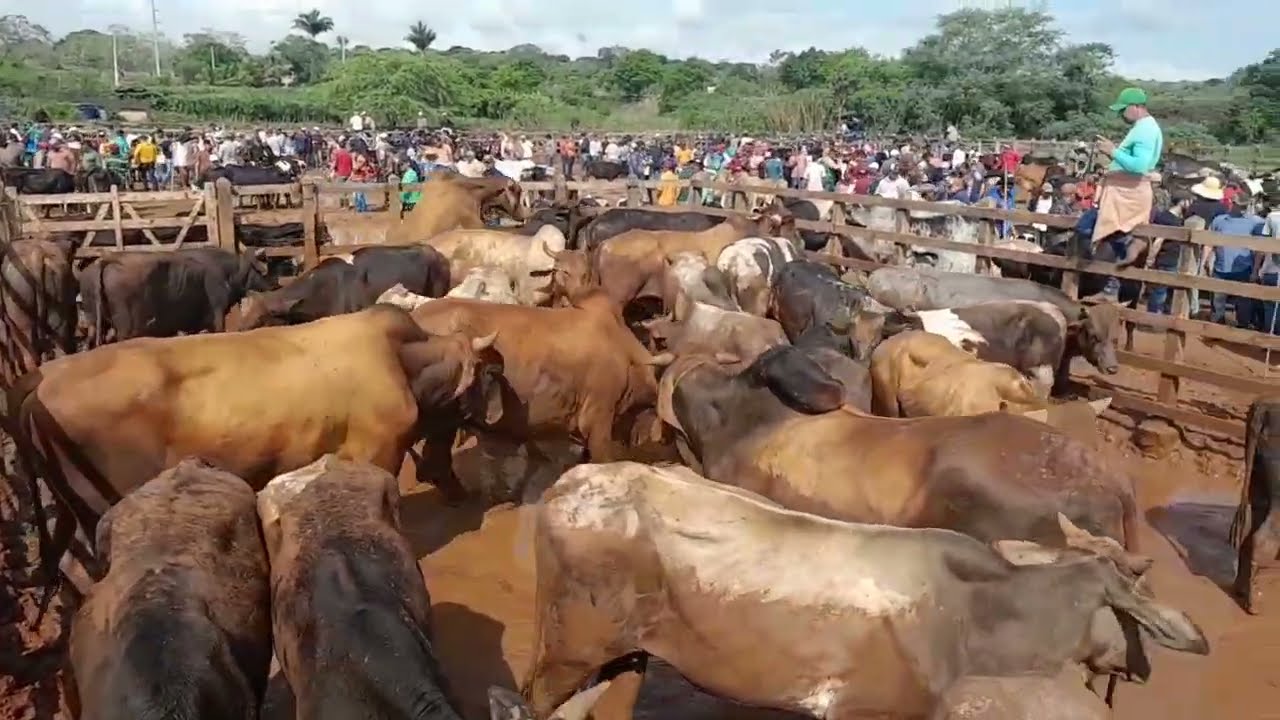 Feira do gado hoje  tem boi gordo na feira de Buíque
