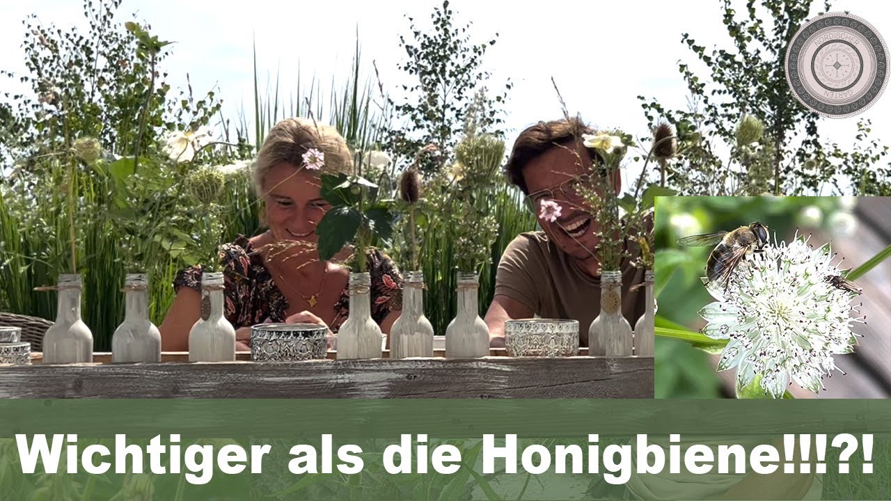 Das hättest du nie gedacht, wichtiger als die Honigbiene?? Die Schwebfliege, besondere Tischdeko