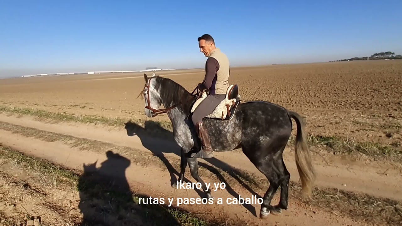 Caballos en venta: Tempestad hispano-lusitano de 171 cm a la cruz