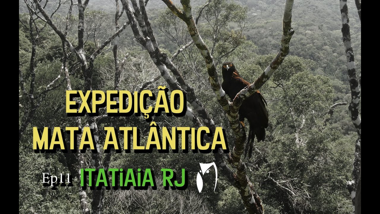 Observação de Aves - Expedição Mata Atlântica Ep 11 - Itatiaia - RJ