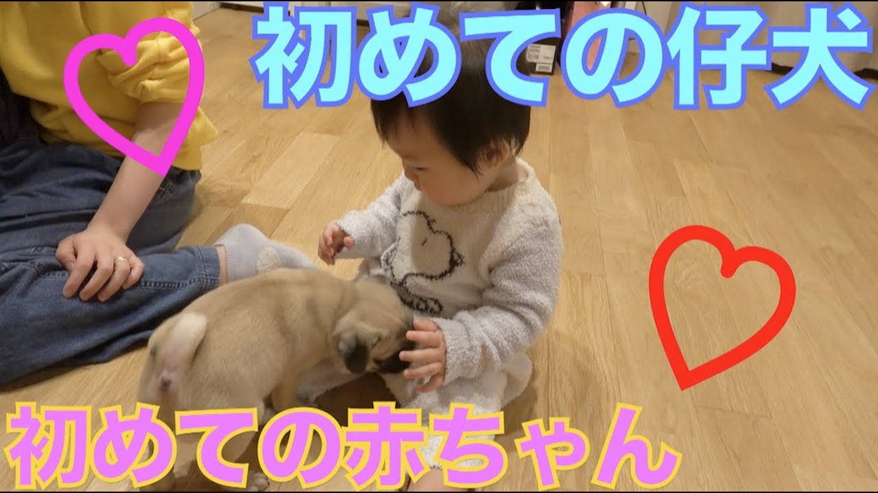 しばなん家で新しい命を預かる事になりました！！