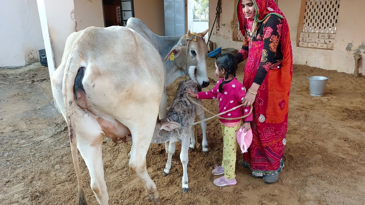 Village Life me sham ke samay Desi Cow Milking
