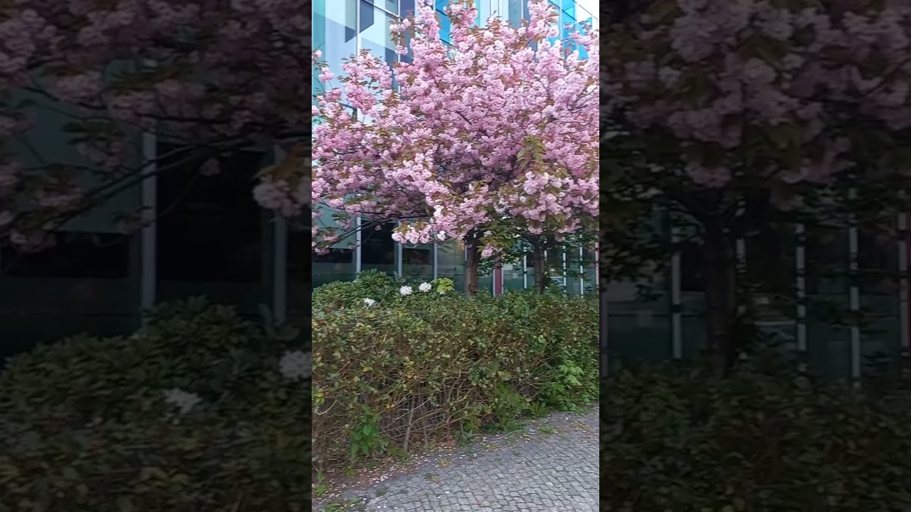 Spring #tree #flowers #spring #summer #poland #polska