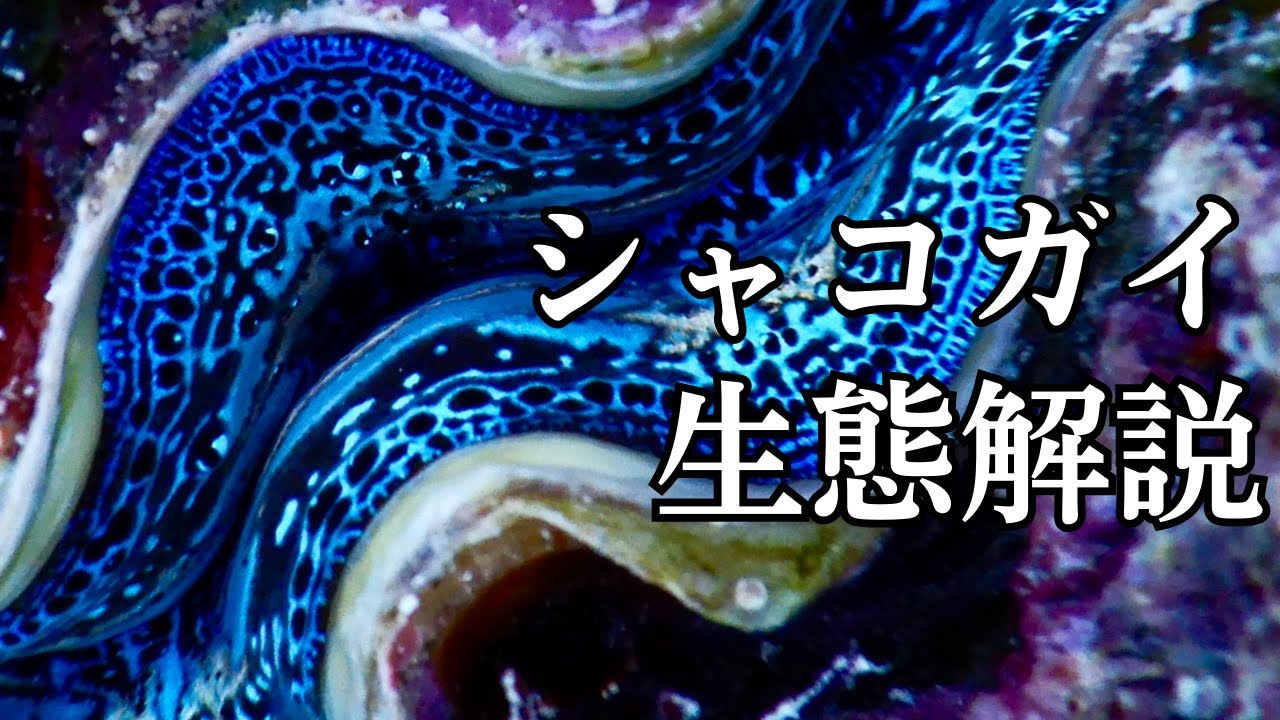 【シャコガイ生態解説】サンゴとの関係・色の秘密とは？