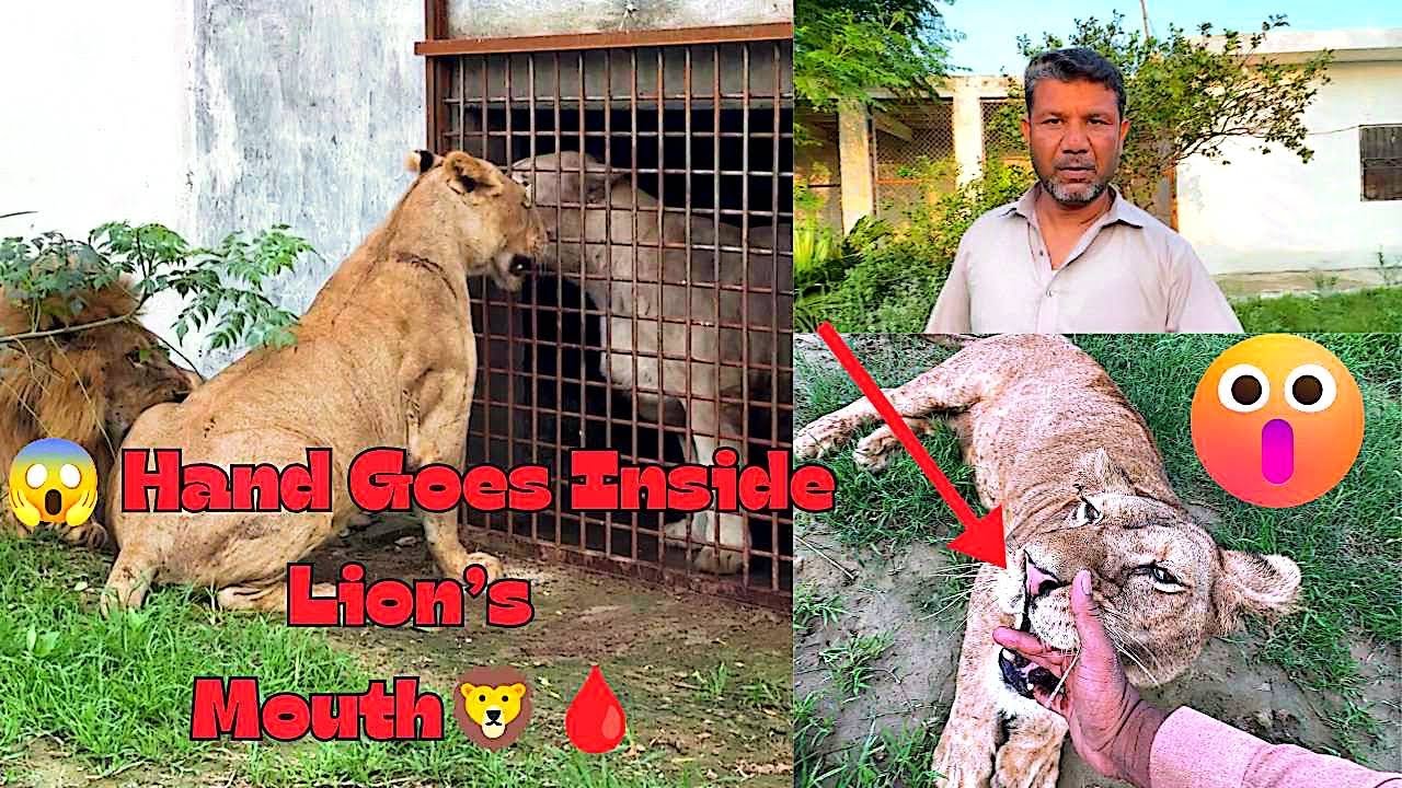 😱 Hand Goes Inside Lion’s Mouth – A Terrifying Close Call! 🦁🩸