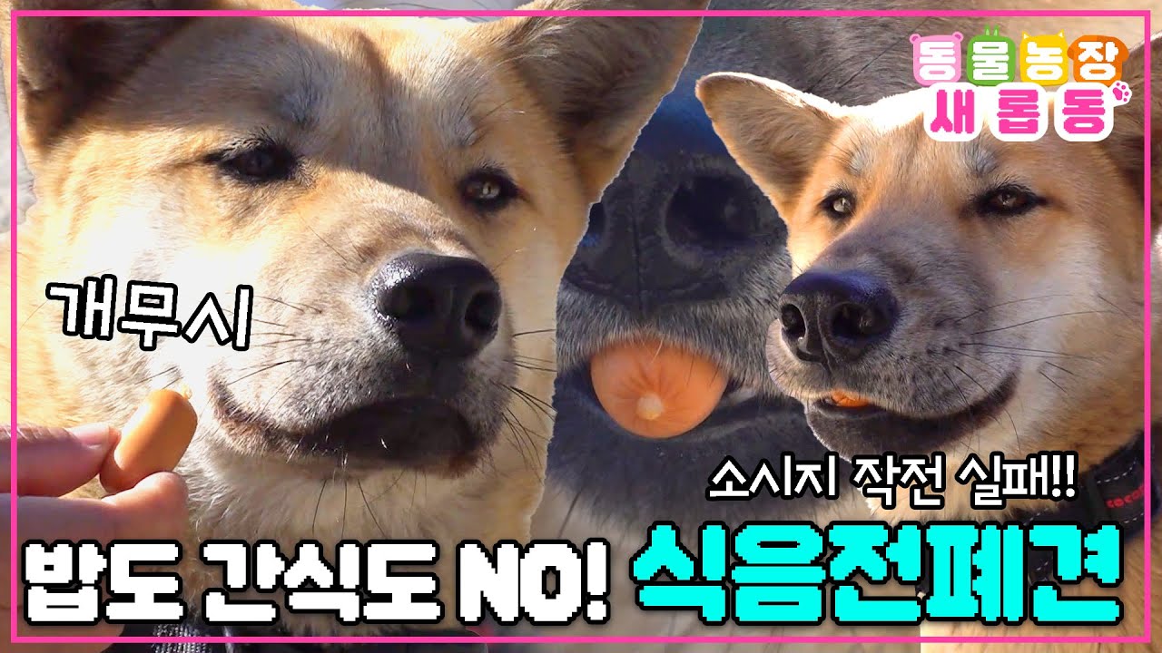 [#새롭동물농장] 눈칫밥도 못 먹개~🐶 밥을 거부하는 배껍이…😥 까망이가 잠든 사이 침묵 속 식사 작전!! / EP.1157 #TV동물농장 #AnimalFarm #SBSstory