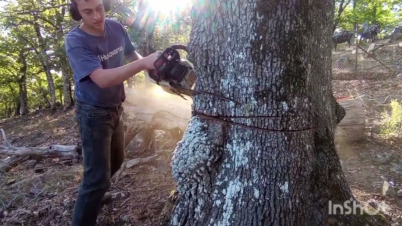Κάψιμο ξερών δέντρων με Stihl ms 261, Stihl 066...