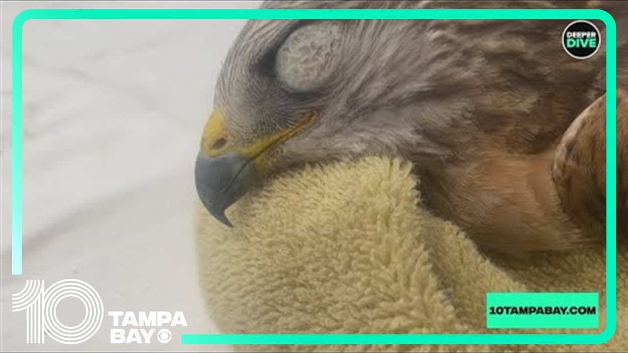 Tampa Bay sees push to end use of rat poison blamed for killing wildlife