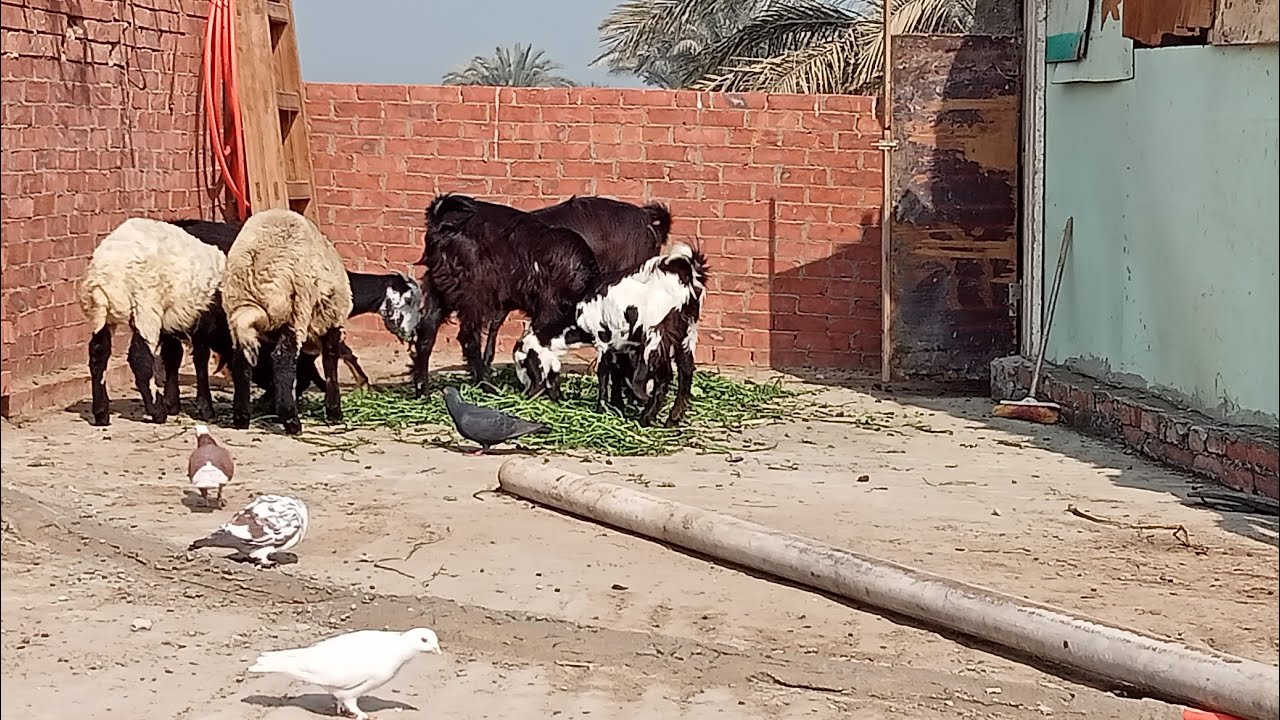 #معلومات_مهمه_تربيه_الماعز_والاغنام روتين الصباحي عند الاغنام والماعز وباقي الطيور علي السطح
