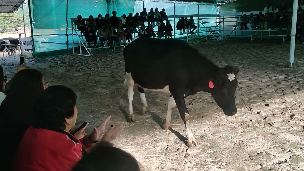 Llamado de la vacas   collpa  Cajamarca - Perú 