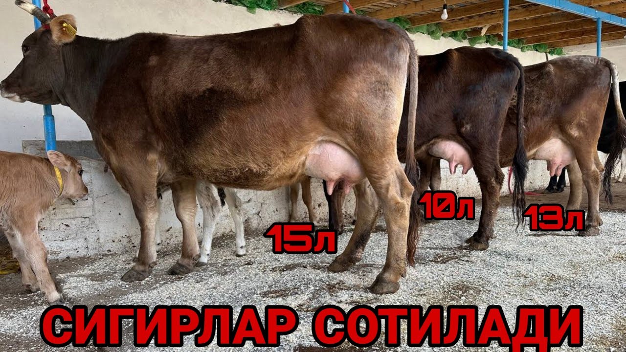 3 БОШЛИ ШВЕД СИГИРЛАР СОТИЛАДИ 3 БОШЛИ ТАЛЛАШ КУЛИЗДА SOTILADIGON SIGORLAR SOTILADI 23 апреля 2024 г