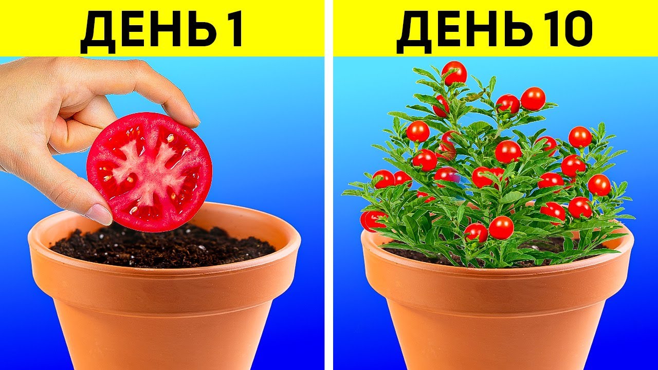 ГЕНИАЛЬНЫЕ ИДЕИ ДЛЯ ДОМАШНЕГО САДА