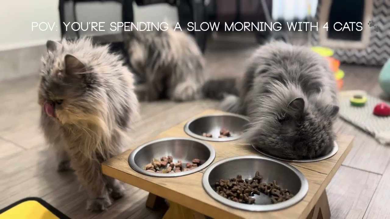 Real sounds. Real morning. Real cat life 🤍