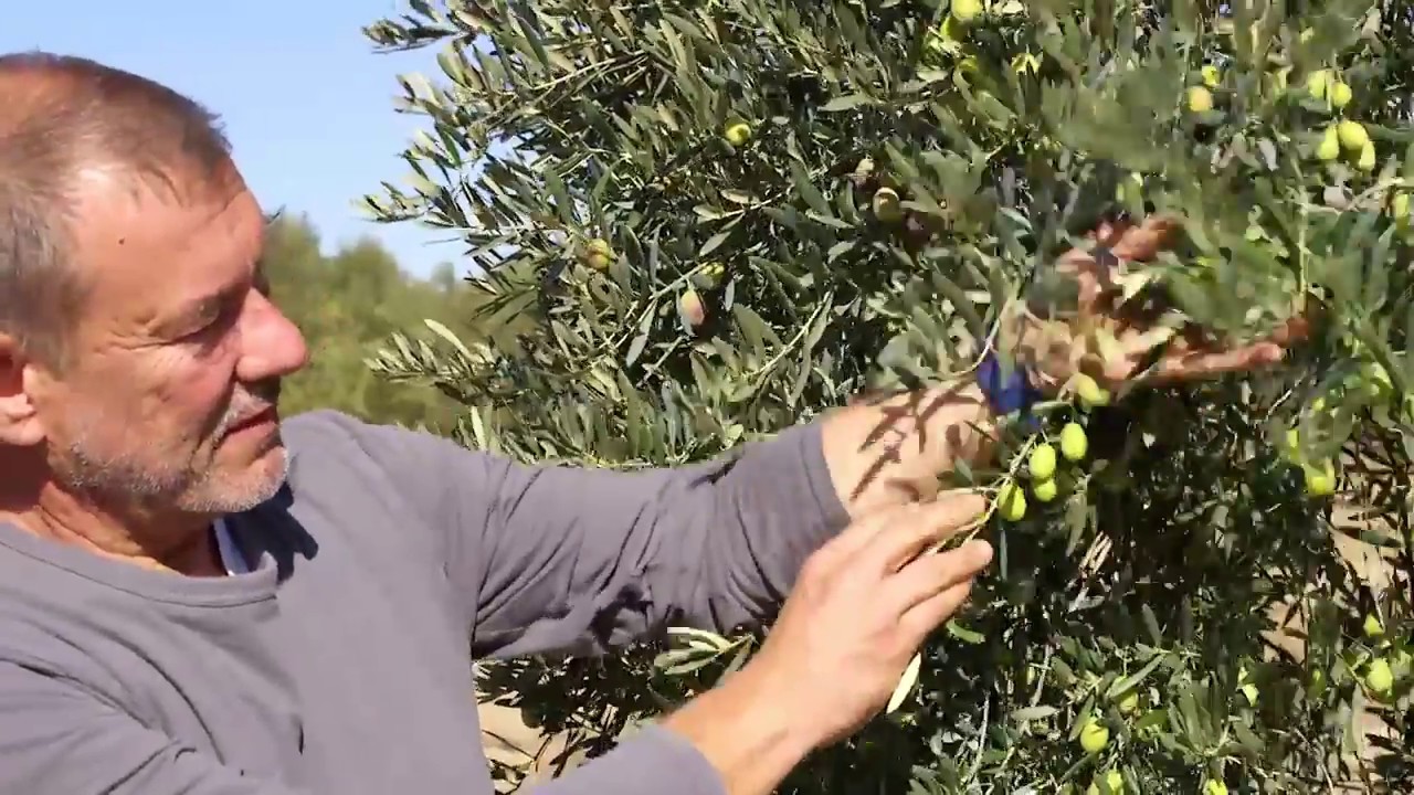 NETAFIM - Arboriculture : témoignages clients